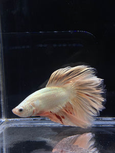 Male Rosetail - Orange Dragon #2312 - Live Betta Fish