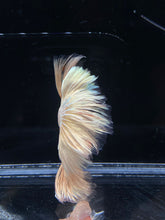 Load image into Gallery viewer, Male Rosetail - Orange Dragon #2312 - Live Betta Fish
