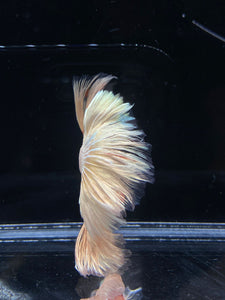 Male Rosetail - Orange Dragon #2312 - Live Betta Fish