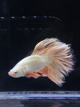 Load image into Gallery viewer, Male Rosetail - Orange Dragon #2312 - Live Betta Fish
