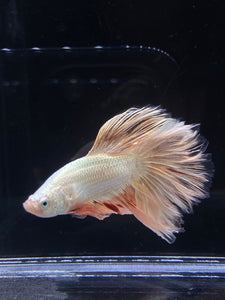 Male Rosetail - Orange Dragon #2312 - Live Betta Fish