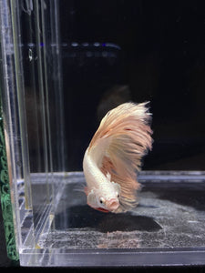 Male Rosetail - Orange Dragon #2312 - Live Betta Fish