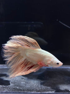 Male Rosetail - Orange Dragon #2312 - Live Betta Fish