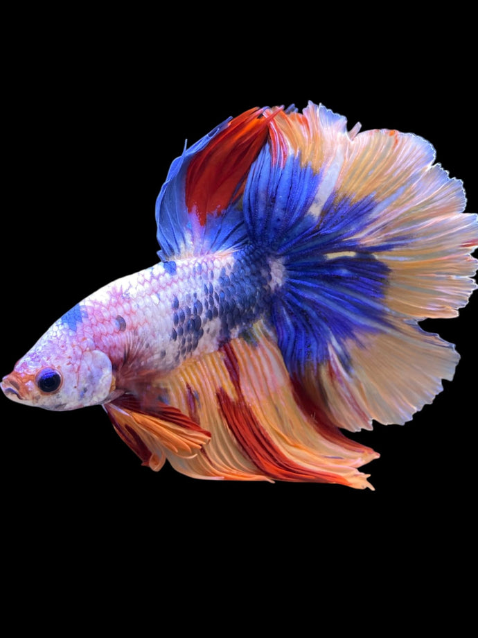 Male Rosetail - Multicolor #2312 - Live Betta Fish