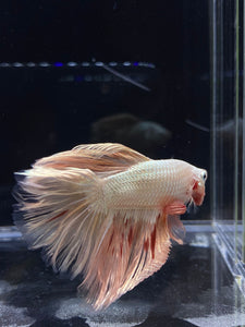 Male Rosetail - Orange Dragon #2312 - Live Betta Fish