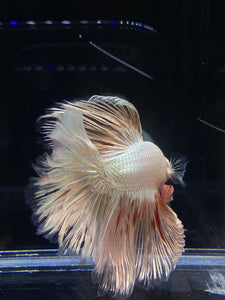 Male Rosetail - Orange Dragon #2312 - Live Betta Fish