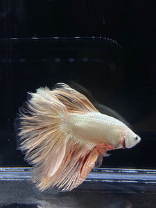 Male Rosetail - Orange Dragon #2312 - Live Betta Fish