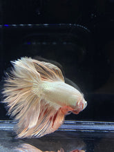 Load image into Gallery viewer, Male Rosetail - Orange Dragon #2312 - Live Betta Fish
