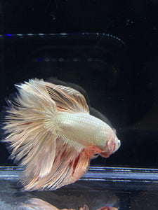 Male Rosetail - Orange Dragon #2312 - Live Betta Fish