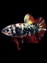 Load image into Gallery viewer, GIANT Male Halfmoon Plakat - Gold Avatar #2313 - Live Betta Fish
