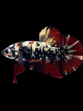 Load image into Gallery viewer, GIANT Male Halfmoon Plakat - Gold Avatar #2313 - Live Betta Fish
