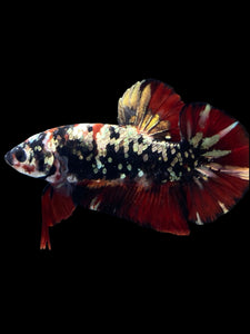 GIANT Male Halfmoon Plakat - Gold Avatar #2313 - Live Betta Fish
