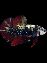 Load image into Gallery viewer, GIANT Male Halfmoon Plakat - Gold Avatar #2313 - Live Betta Fish
