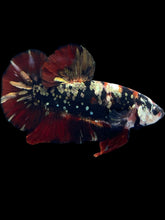 Load image into Gallery viewer, GIANT Male Halfmoon Plakat - Gold Avatar #2313 - Live Betta Fish
