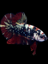 Load image into Gallery viewer, GIANT Male Halfmoon Plakat - Gold Avatar #2313 - Live Betta Fish
