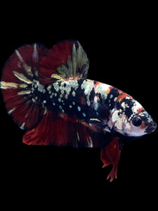 GIANT Male Halfmoon Plakat - Gold Avatar #2313 - Live Betta Fish