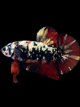 Load image into Gallery viewer, GIANT Male Halfmoon Plakat - Gold Avatar #2313 - Live Betta Fish
