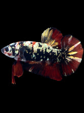 Load image into Gallery viewer, GIANT Male Halfmoon Plakat - Gold Avatar #2313 - Live Betta Fish
