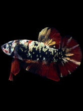 Load image into Gallery viewer, GIANT Male Halfmoon Plakat - Gold Avatar #2313 - Live Betta Fish
