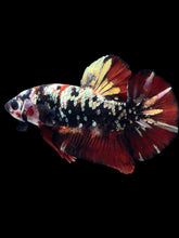 Load image into Gallery viewer, GIANT Male Halfmoon Plakat - Gold Avatar #2313 - Live Betta Fish
