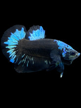 Load image into Gallery viewer, Male Halfmoon Plakat - Blue Avatar #2314 - Live Betta Fish
