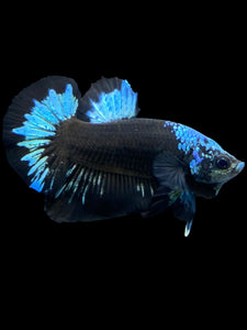Male Halfmoon Plakat - Blue Avatar #2314 - Live Betta Fish