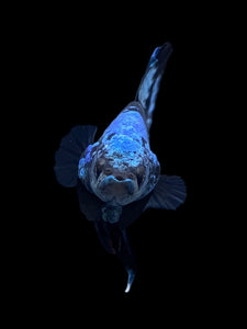 Male Halfmoon Plakat - Blue Avatar #2314 - Live Betta Fish