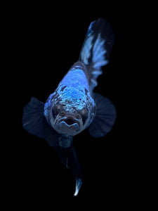 Male Halfmoon Plakat - Blue Avatar #2314 - Live Betta Fish