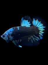 Load image into Gallery viewer, Male Halfmoon Plakat - Blue Avatar #2314 - Live Betta Fish
