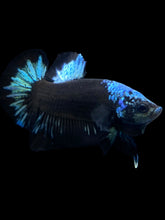 Load image into Gallery viewer, Male Halfmoon Plakat - Blue Avatar #2314 - Live Betta Fish
