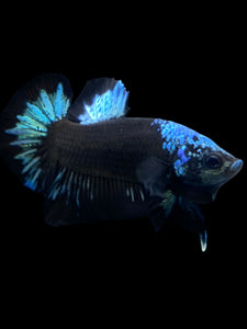 Male Halfmoon Plakat - Blue Avatar #2314 - Live Betta Fish