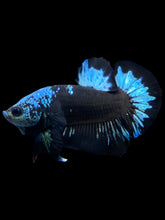 Load image into Gallery viewer, Male Halfmoon Plakat - Blue Avatar #2314 - Live Betta Fish
