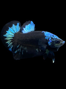 Male Halfmoon Plakat - Blue Avatar #2314 - Live Betta Fish
