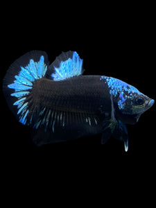 Male Halfmoon Plakat - Blue Avatar #2314 - Live Betta Fish