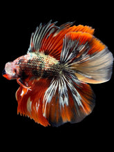 Load image into Gallery viewer, Male Fullmoon - Red Gold Glitter #2315 - Live Betta Fish
