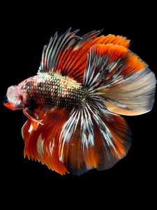 Male Fullmoon - Red Gold Glitter #2315 - Live Betta Fish