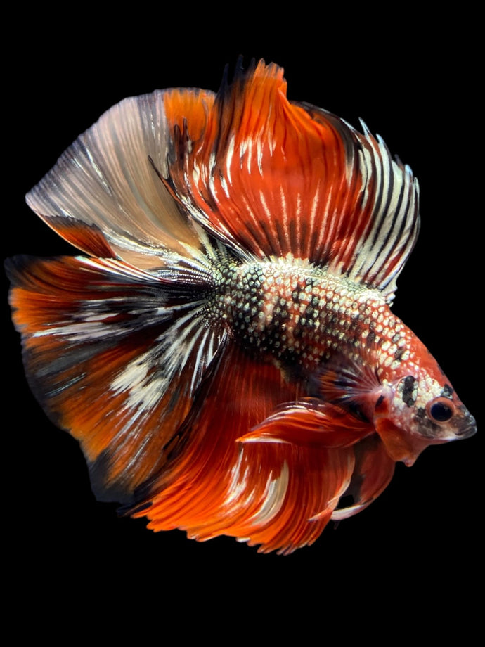 Male Fullmoon - Red Gold Glitter #2315 - Live Betta Fish