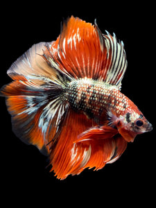 Male Fullmoon - Red Gold Glitter #2315 - Live Betta Fish