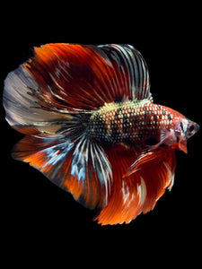 Male Fullmoon - Red Gold Glitter #2315 - Live Betta Fish