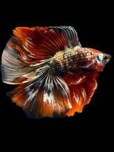 Load image into Gallery viewer, Male Fullmoon - Red Gold Glitter #2315 - Live Betta Fish
