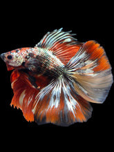 Load image into Gallery viewer, Male Fullmoon - Red Gold Glitter #2315 - Live Betta Fish
