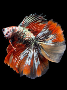 Male Fullmoon - Red Gold Glitter #2315 - Live Betta Fish