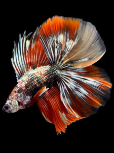 Male Fullmoon - Red Gold Glitter #2315 - Live Betta Fish