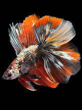 Load image into Gallery viewer, Male Fullmoon - Red Gold Glitter #2315 - Live Betta Fish
