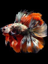 Load image into Gallery viewer, Male Fullmoon - Red Gold Glitter #2315 - Live Betta Fish
