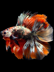 Male Fullmoon - Red Gold Glitter #2315 - Live Betta Fish