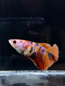 TOP GRADE Female Halfmoon -Galaxy #2316 - Live Betta Fish