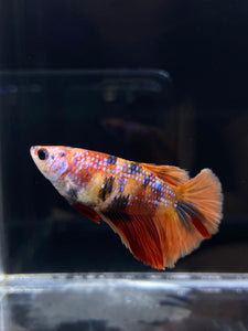 TOP GRADE Female Halfmoon -Galaxy #2316 - Live Betta Fish