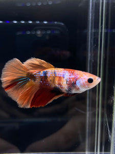 TOP GRADE Female Halfmoon -Galaxy #2316 - Live Betta Fish