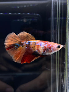 TOP GRADE Female Halfmoon -Galaxy #2316 - Live Betta Fish